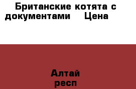 Британские котята с документами  › Цена ­ 4 000 - Алтай респ., Майминский р-н, Майма с. Животные и растения » Кошки   